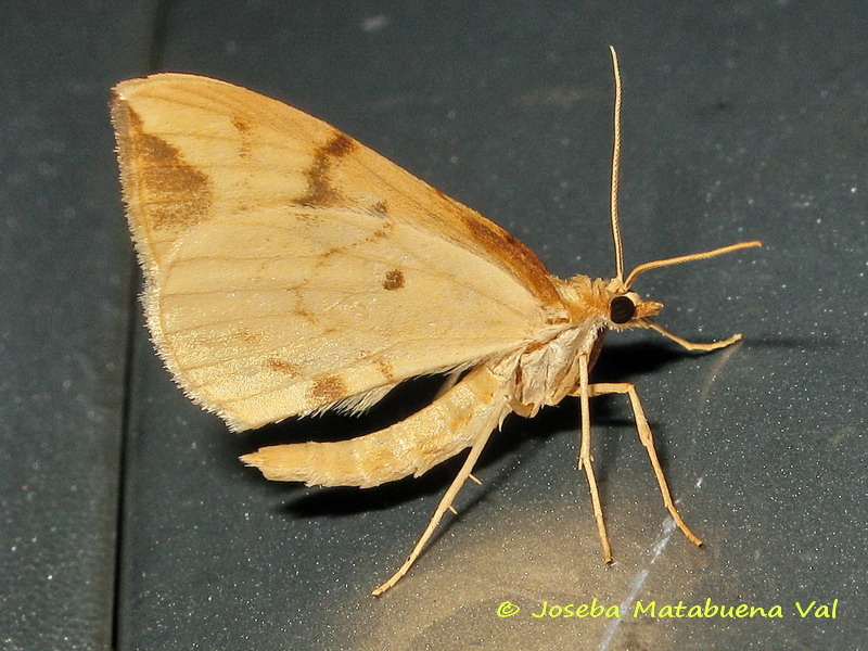 Gandaritis pyraliata - Geometridae